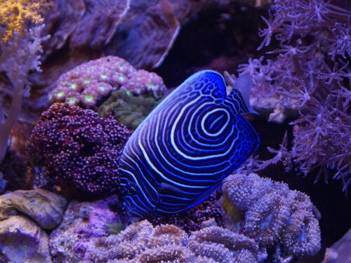 Blue and white striped fish among purple coral