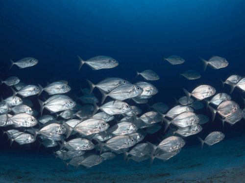 School of silver small fish