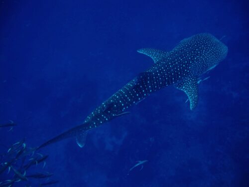 Whale shark swimming
