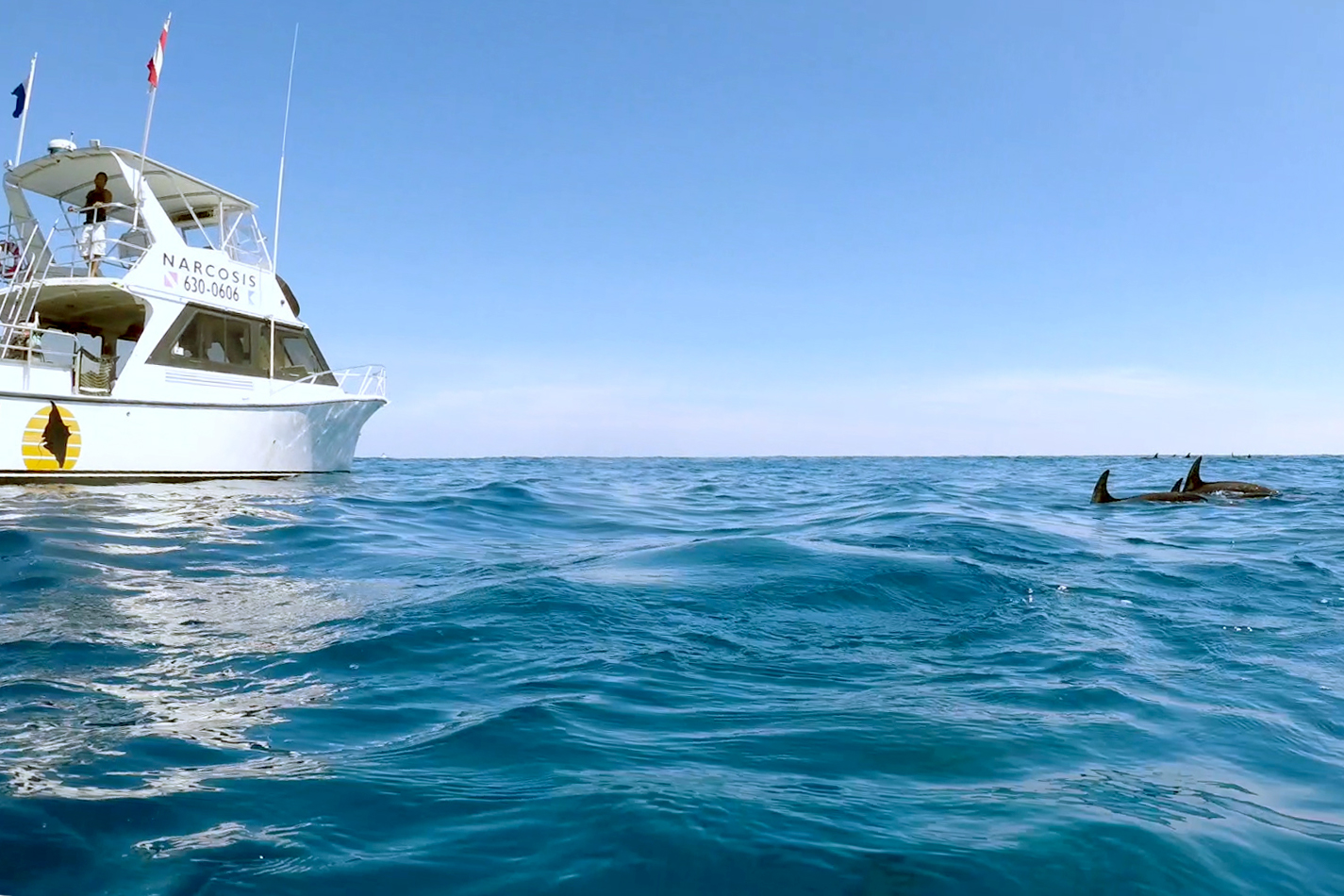 A boat in the water with a couple of dolphin fins sticking up