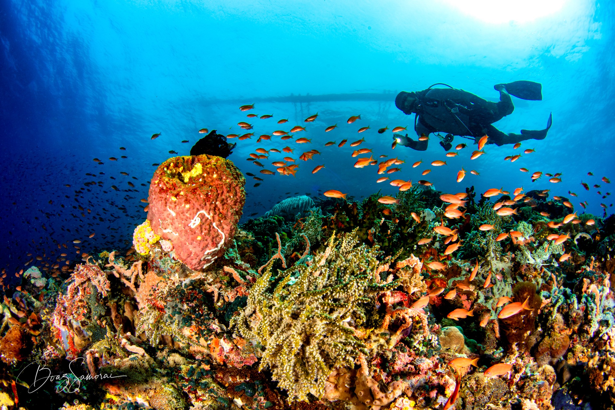 Pagsisid Philippines - Scuba Dreams